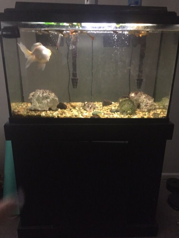 29 gallon fish tank package (Pet Supplies) in Naperville, IL