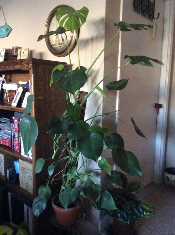 Healthy 6 foot tall split leaf philodendron the house Healthy 6 foot tall split leaf philodendron the house